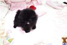 pomeranian puppy posted by klinsaudrey