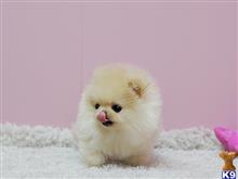 pomeranian puppy posted by klinsaudrey