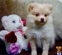 pomeranian puppy posted by klinsaudrey