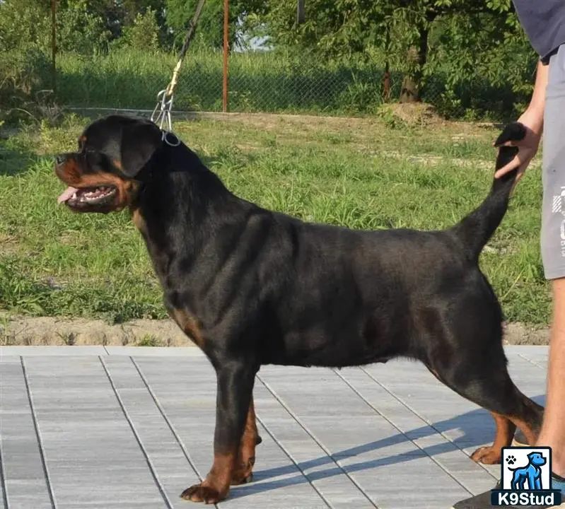 Rottweiler