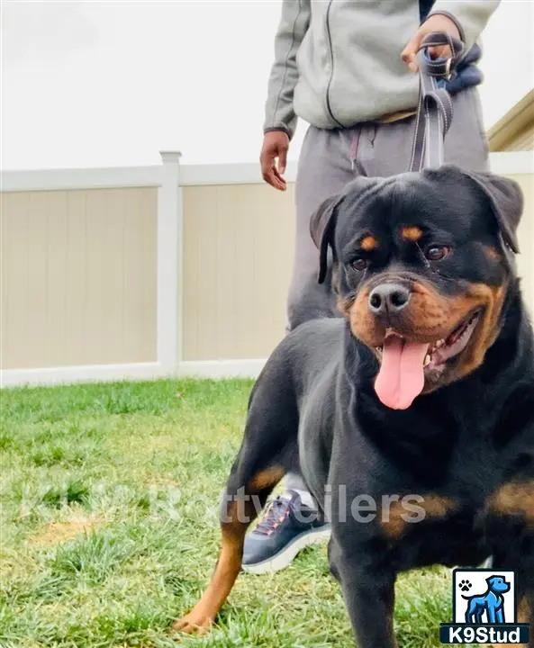 Rottweiler dog