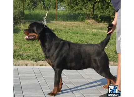 Rottweiler