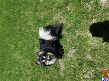 Toby available Pomeranian puppy located in COLORADO SPRINGS