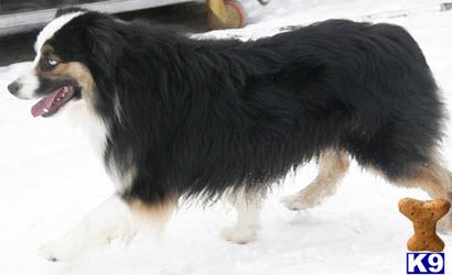 Miniature Australian Shepherd stud dog