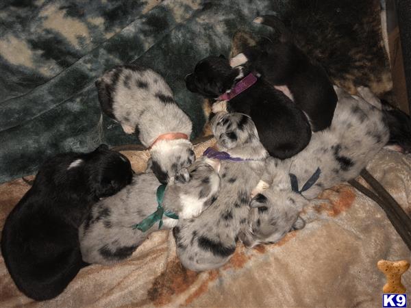a group of baby animals