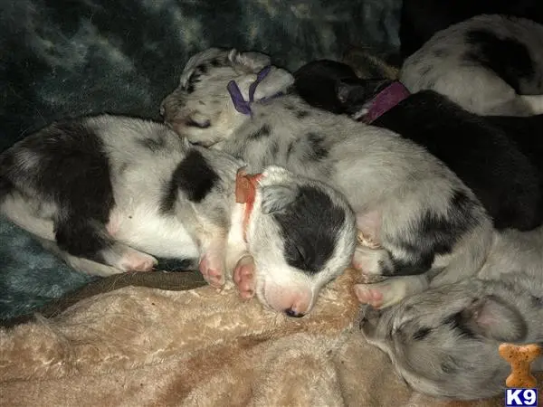 Cardigan Welsh Corgi puppy for sale