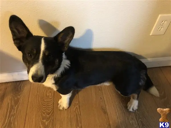 Cardigan Welsh Corgi stud dog