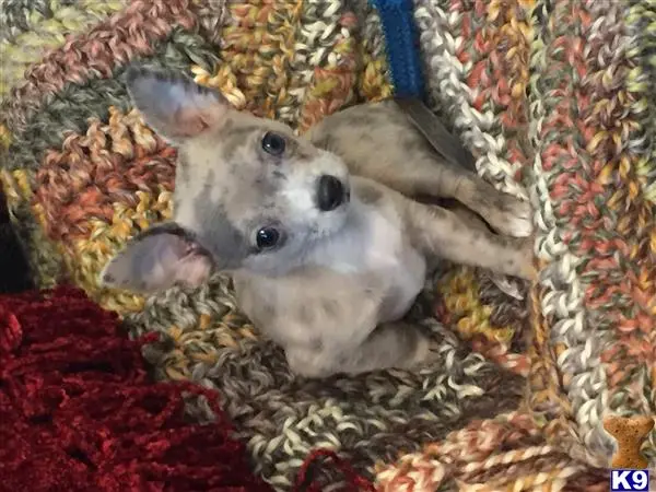 Chihuahua