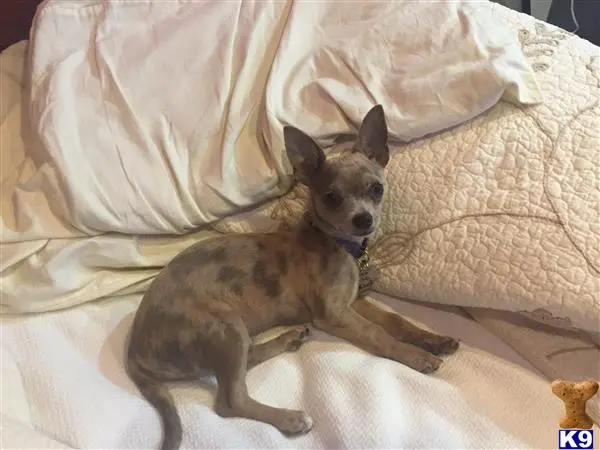 Chihuahua stud dog