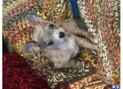 Chihuahua