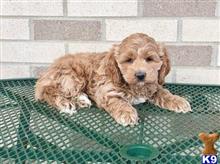 cockapoos puppy posted by kmainecoon
