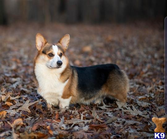 Pembroke Welsh Corgi stud dog