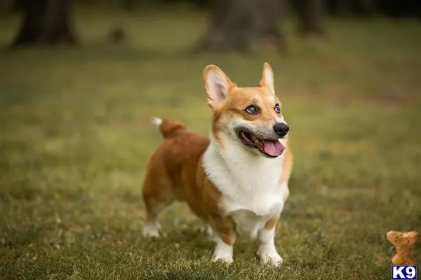 Pembroke Welsh Corgi stud dog