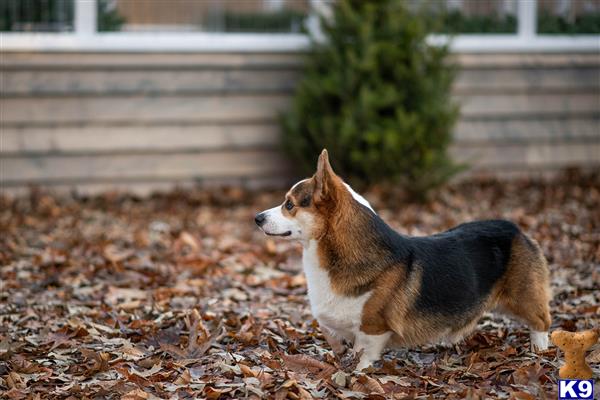 Pembroke Welsh Corgi stud dog