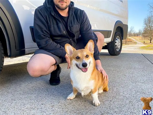 Pembroke Welsh Corgi stud dog