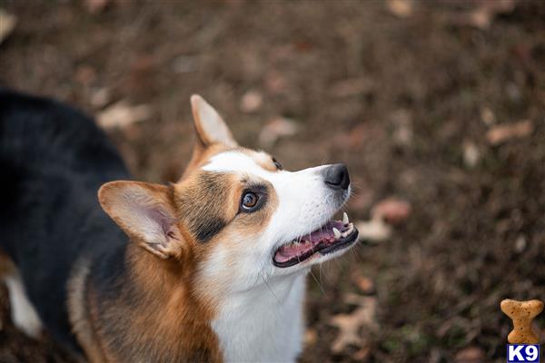 Pembroke Welsh Corgi stud dog