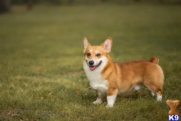 Pembroke Welsh Corgi stud dog