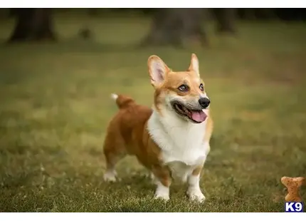 Pembroke Welsh Corgi