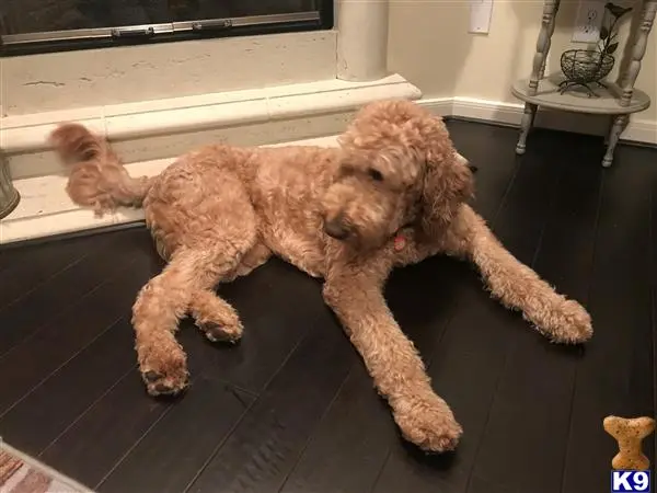 Labradoodle stud dog