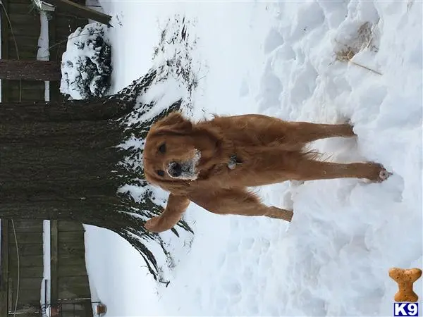 Golden Retriever stud dog