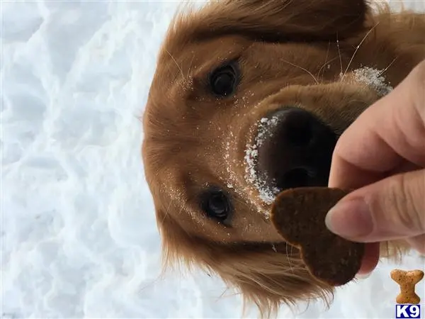 Golden Retriever stud dog