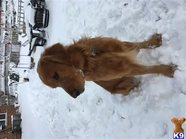 Golden Retriever stud dog