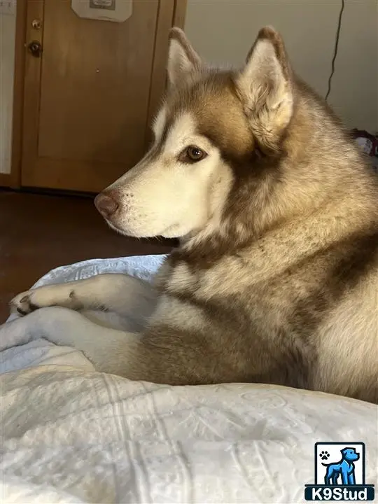Alaskan Malamute