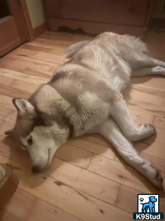 Alaskan Malamute female dog