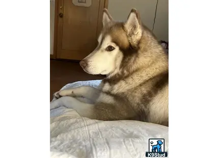 Alaskan Malamute