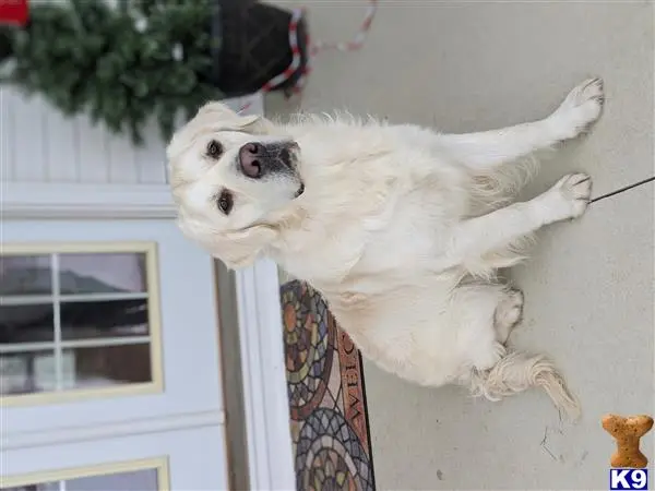 Golden Retriever stud dog