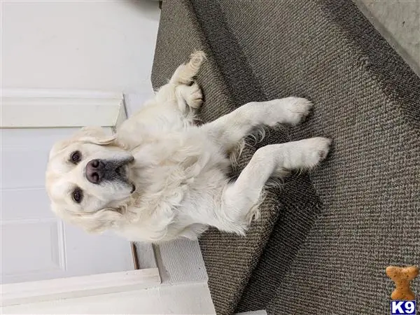 Golden Retriever stud dog