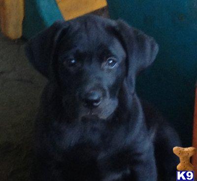Labrador Puppies Michigan - Ypsilanti Mi Labrador Retriever Meet Chocolate Puppy A Pet For Adoption - We offer akc registered labrador retriever puppies, with our main focus on producing a great family pet and companion.