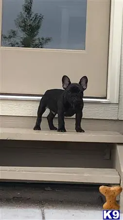 French Bulldog stud dog