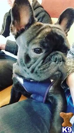 French Bulldog stud dog