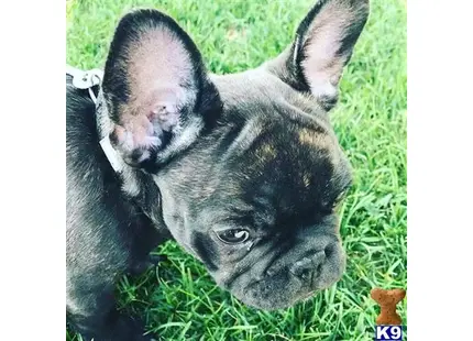 French Bulldog