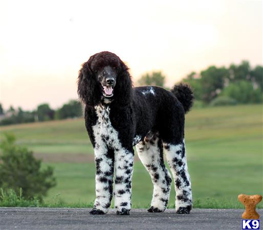 Poodle stud dog