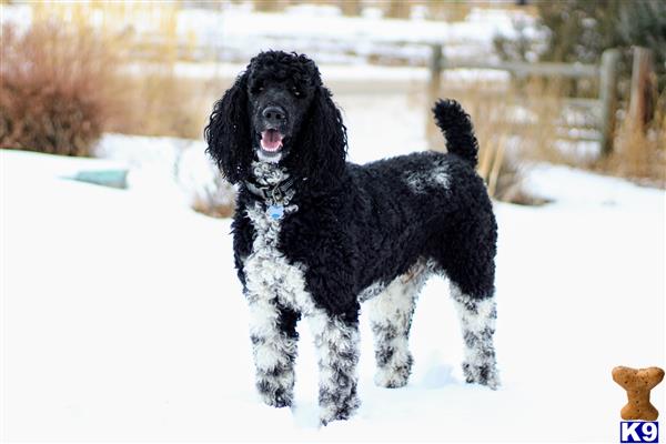 Poodle stud dog