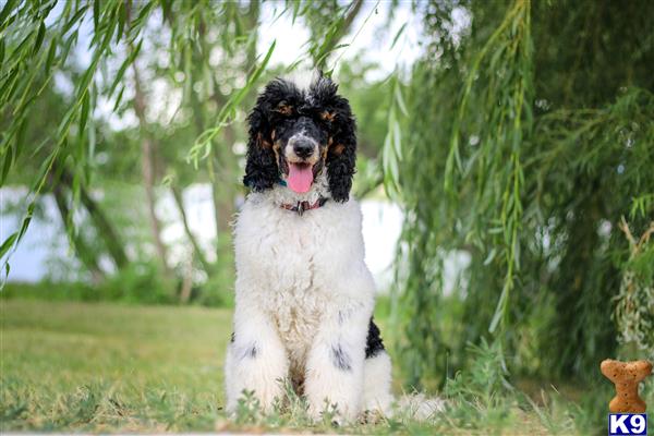 Poodle stud dog