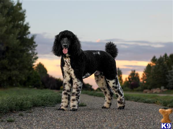 Poodle stud dog