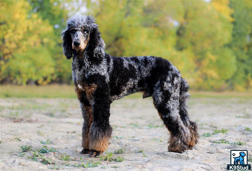 a poodle dog standing on a dirt road