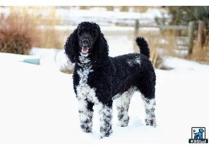 Poodle