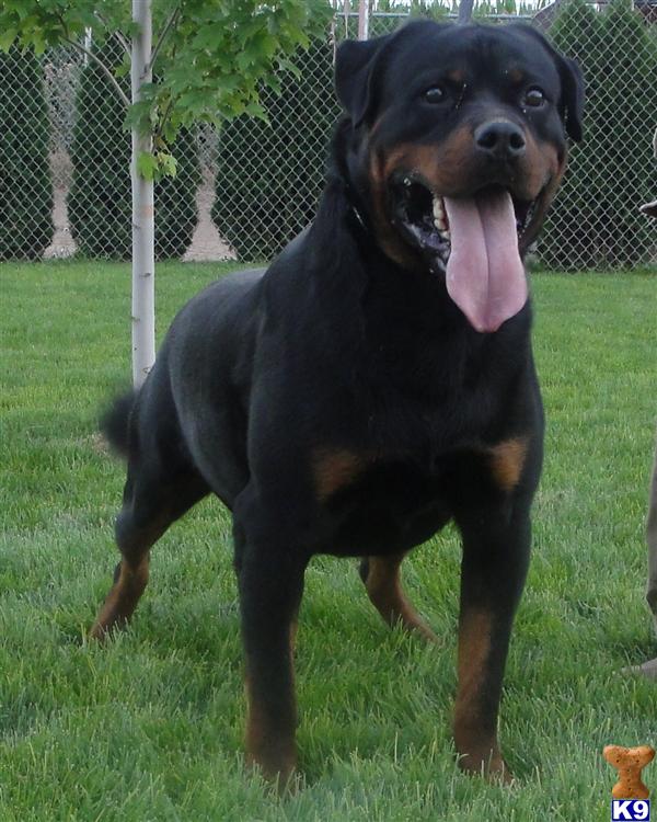 rottweiler puppies utah rottweiler puppy for sale world class akc german rottweiler puppies 4 years rottweiler puppies utah rottweiler puppy for sale world class akc german rottweiler puppies 4 years