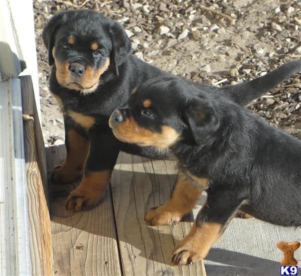 rottweiler puppies utah rottweiler puppy for sale world class akc german rottweiler puppies 6 years rottweiler puppies utah rottweiler puppy for sale world class akc german rottweiler puppies 6 years