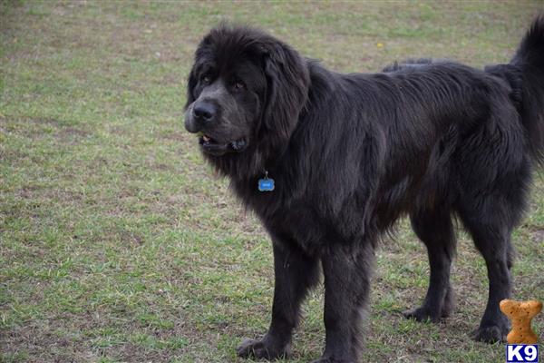 a black newfoundland dog standing on grass