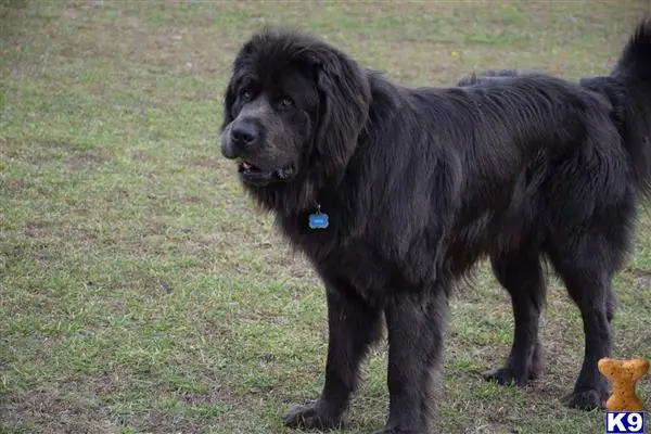 Newfoundland stud dog: a black newfoundland dog standing on grass