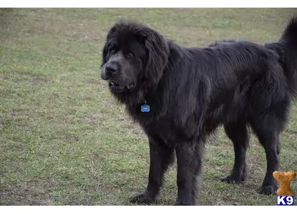 Newfoundland stud dog: a black newfoundland dog standing on grass