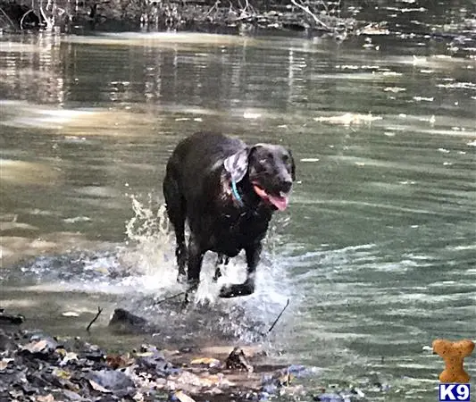 Labrador Retriever female dog