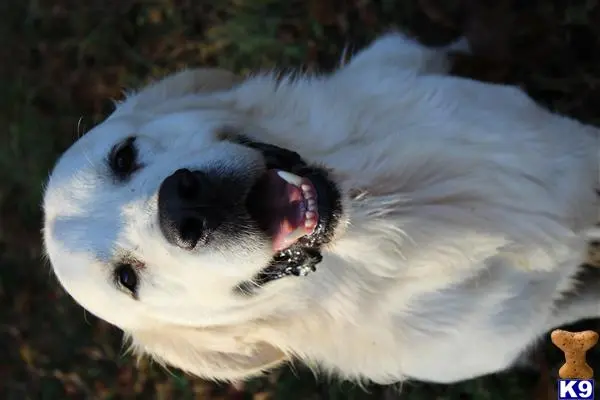 Golden Retriever stud dog