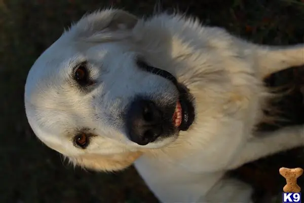 Golden Retriever stud dog