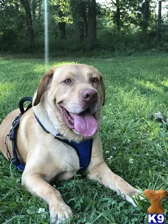 Labrador Retriever stud dog: a labrador retriever dog lying on grass